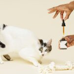 The Purr-fect Solution Is Here: CBD Oil for Cats